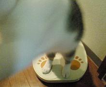 撮るなにゃー