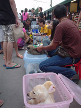 路上の犬屋