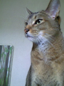 シャルルの猫日記-200812291710001.jpg