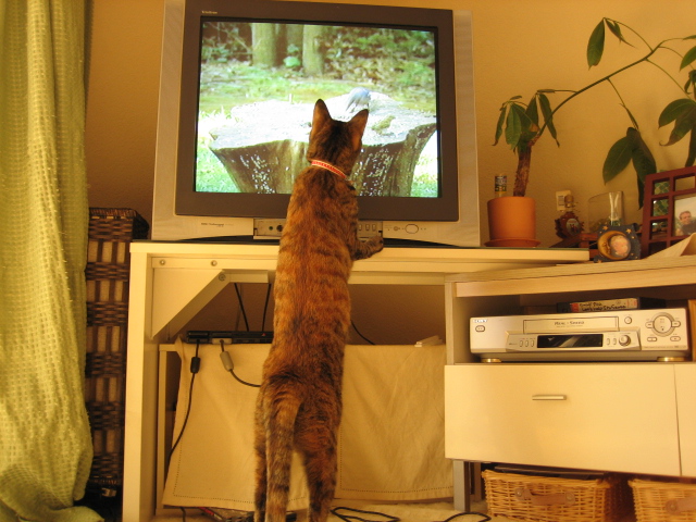 猫が見るビデオ2