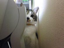 てか暖かいにゃ・・