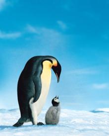 Emperor_Penguin