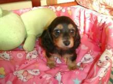 puppy Seven