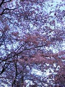 sakura-2
