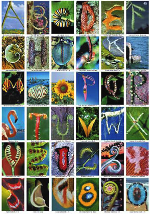 Nature Alphabet