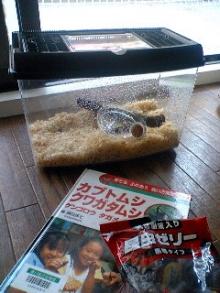 2008かぶと虫飼育中