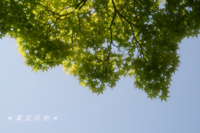 若草山