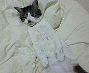 むすぅ