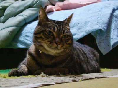 シュワ