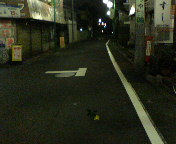 道の真ん中に黄色い薔薇が。