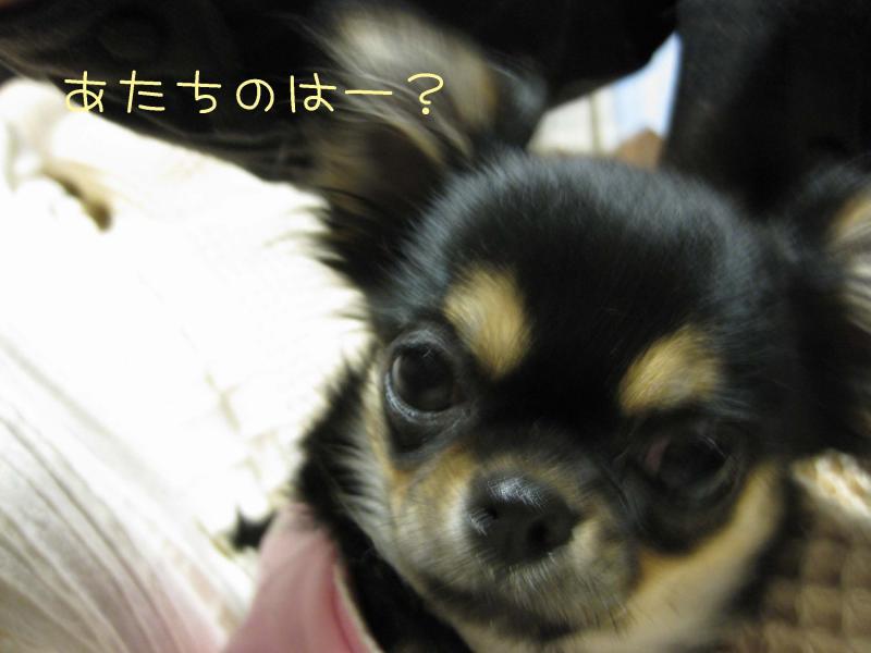 チワワ　ルイ型(・∀・。)タラちゃんもいるよ。