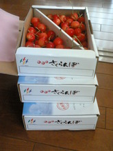 さくらんぼ１