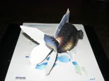 EPSON香港　黒出目金魚