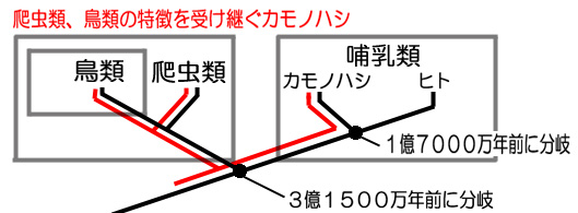 カモノハシ関連の系統図