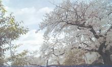 14_桜風景トーンカーブCMYK補正済
