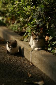 猫
