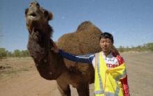 camel