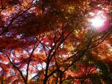 頂上の紅葉の様子