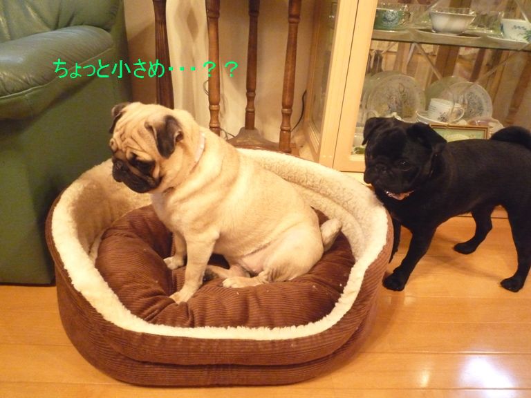 ガヴリエール・きなこ＆よもぎ♪まったりパグLIFE♪