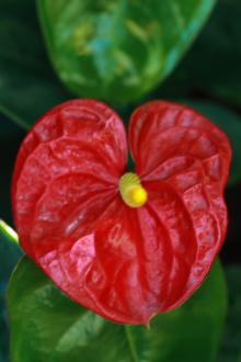 flower01