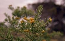 bushtomato