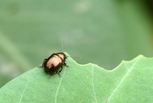 titaniumgomimushi