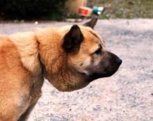 針金犬