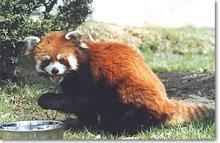 茶臼山　動物園