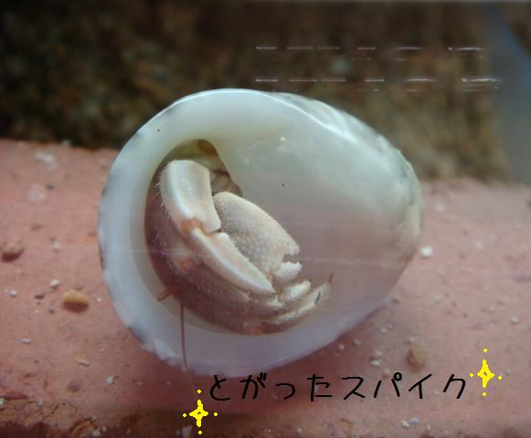 @おかやどかりな毎日-黒豆~