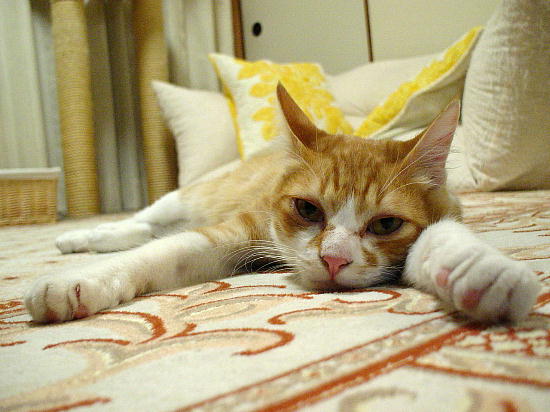 まめちゃん