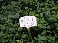 トマト(サンロード)