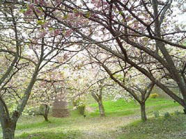 八重桜