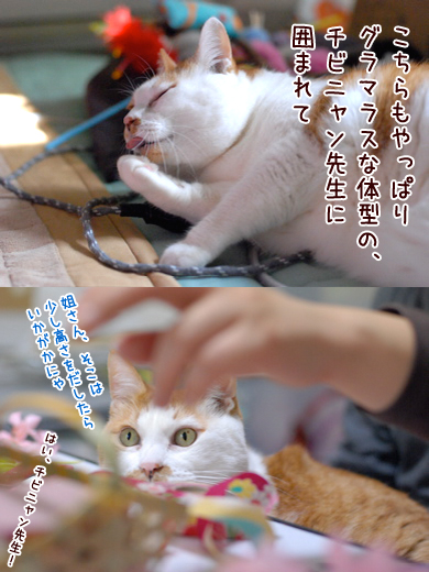 バンビ&ヒメ
