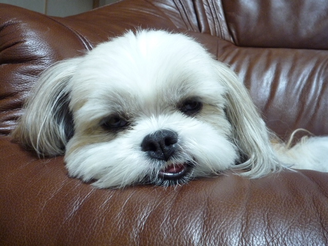 ふうちゃんの毎日☆マルシーズーのMIX犬☆