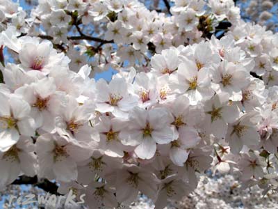 ぎっしり桜