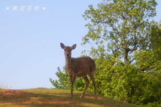 若草山