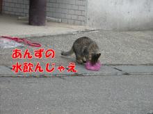 飲んじゃえ