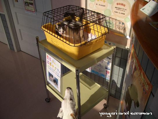 こにゃんみっけ!