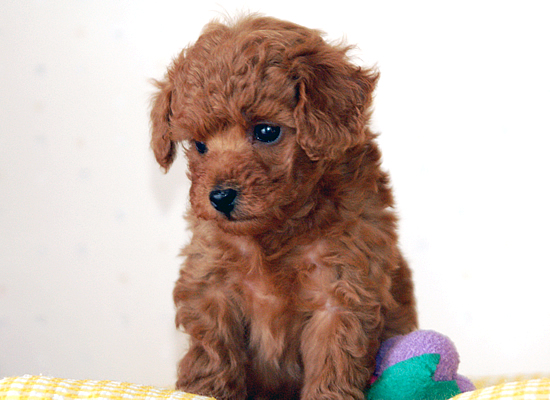 トイプードル ブリーダー 子犬 4/3生レッド♂