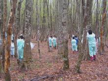 安比ブナ毎木調査