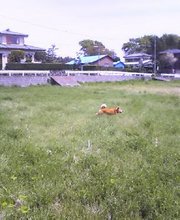 おさんぽ