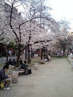 cherry