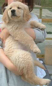モサモサ子犬