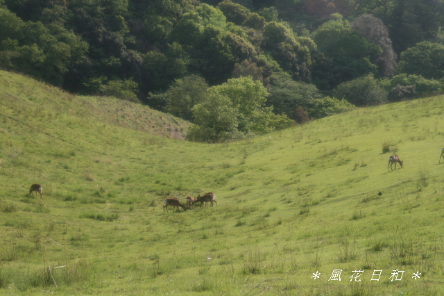 若草山