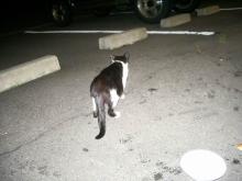 野良猫ブッチーニ