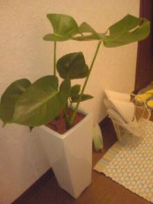 monstera