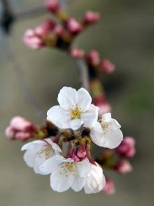 20080326131431.JPG