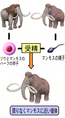 マンモス復活2