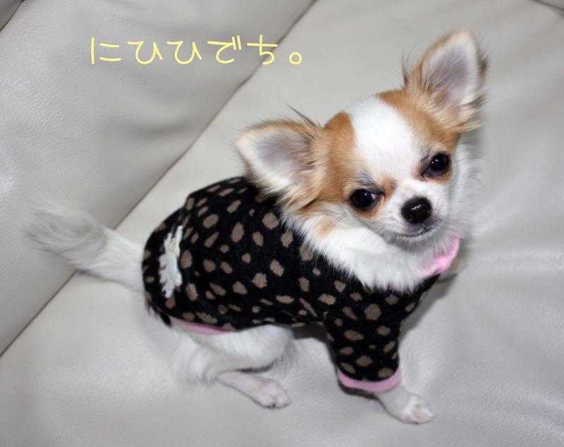 チワワ　ルイ型(・∀・。)タラちゃんもいるよ。
