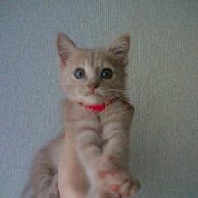 こネコ